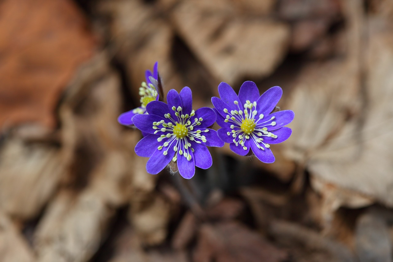 Benefits of Using Natural Plant Dyes in your Garden
